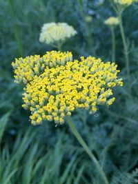 Close-up of yellow flower