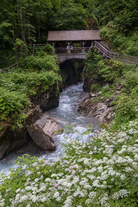 Arch bridge over river in forest