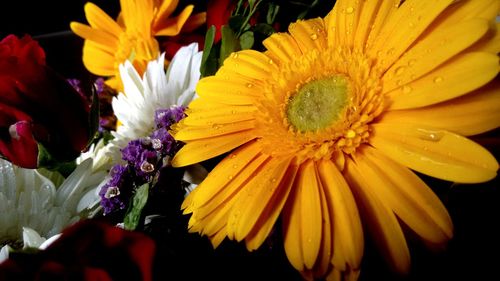 Close-up of yellow flowers