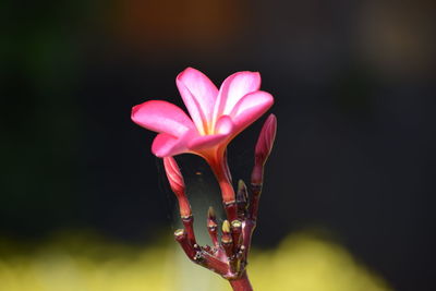 Close-up of pink rose flower