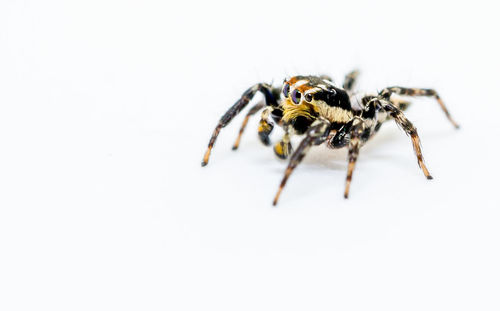 Close-up of spider over white background