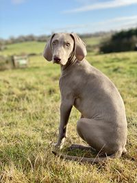 Dog looking away on field - puppy