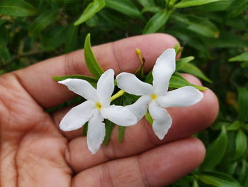 Close-up of hand holding flower