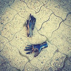 High angle view of lizard