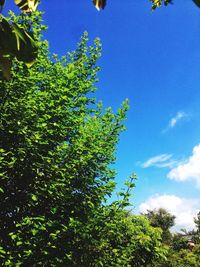 Low angle view of trees against blue sky