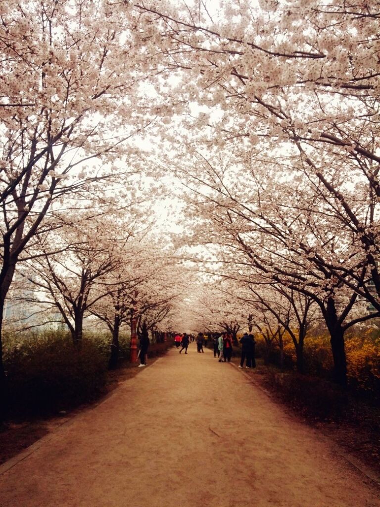 tree, branch, person, men, leisure activity, lifestyles, bare tree, the way forward, nature, walking, large group of people, growth, park - man made space, beauty in nature, cherry blossom, medium group of people, tranquil scene, tranquility, footpath