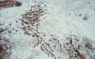 Aerial view of animals on snow covered land