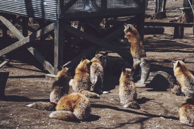 Squirrel on cobblestone