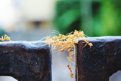 Close-up of insect perching on wood