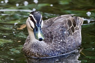 Close-up of duck swimming in lake
