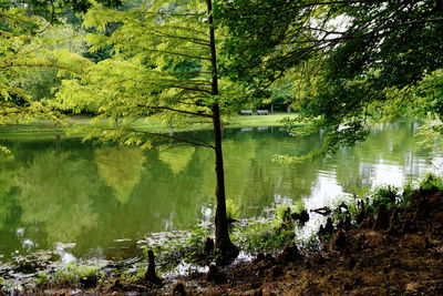 Scenic view of lake in forest