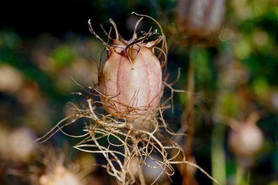 Close-up of wilted plant