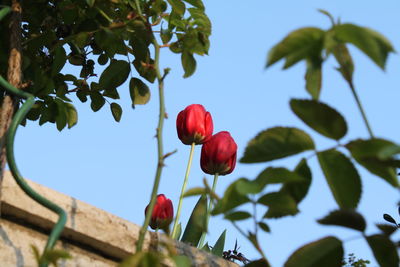 Low angle view of red flowering plant against sky