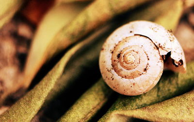 Close-up of animal shell