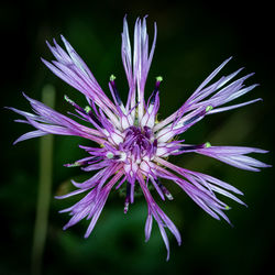 Close-up of purple flowering plant