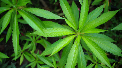 Close-up of fresh green plant