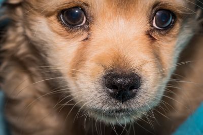 Close-up portrait of dog