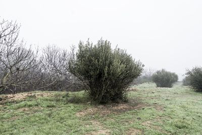 Grass growing on tree against sky