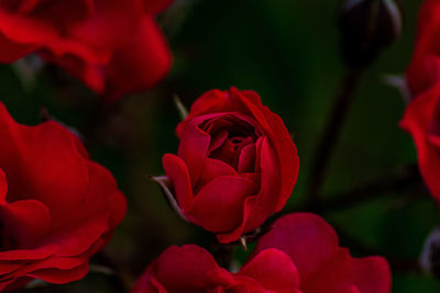 Close-up of red rose