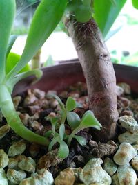 Close-up of lizard on potted plant