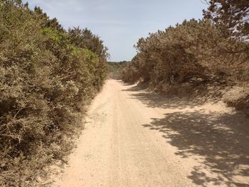 Dirt road along trees and plants