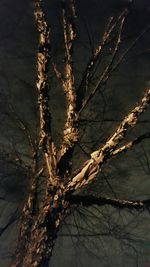 Close-up of bare tree