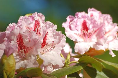 Close-up of pink cherry blossoms