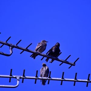 Low angle view of birds perching on metal against blue sky