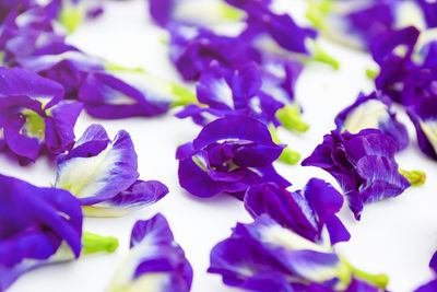 Close-up of purple flowering plant