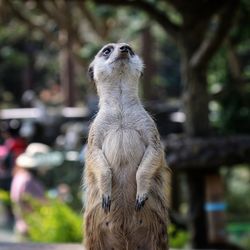 Close-up of meerkat