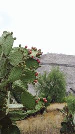 Close-up of prickly pear cactus against clear sky