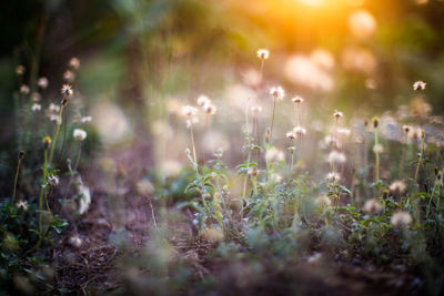 Close-up of flowering plants on field