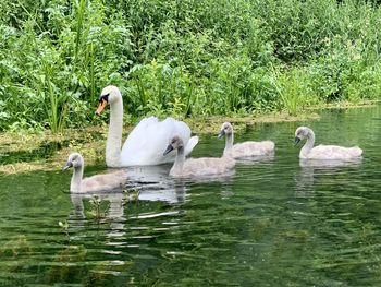 Swans swimming in lake