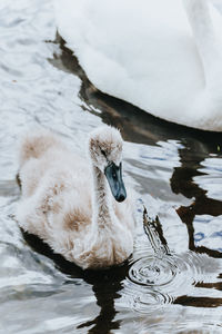 Full length of a cygnet swimming on lake with adult swan in background