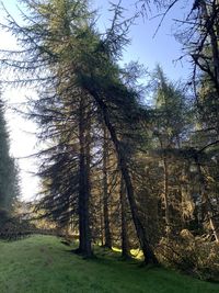 Trees in forest