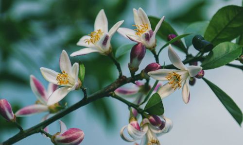 Close-up of flowering plant