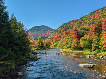 Scenic view of stream amidst trees against sky during autumn