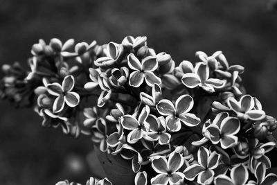 Close-up of white flowering plants