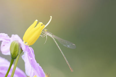 Close-up of insect on yellow flower