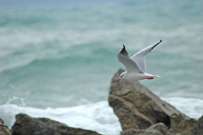 Seagull flying over sea