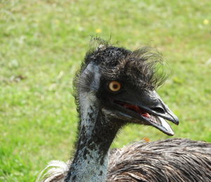 Close-up of a bird