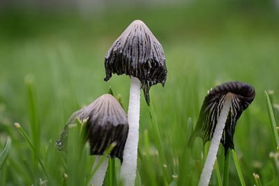 Incredible close-up of mushrooms growing in yard. wild ink cap mushrooms in grass in utah, usa.