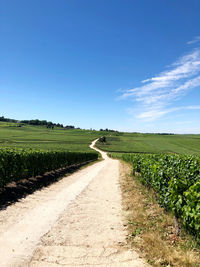 Dirt road amidst vineyard against sky