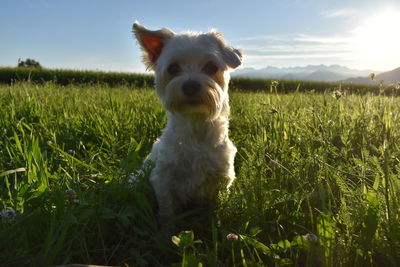 Dog on field