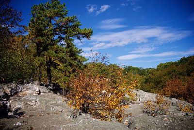 Trees on landscape against sky