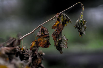 Close-up of dry leaves on plant