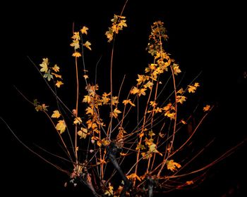 Illuminated tree against sky at night