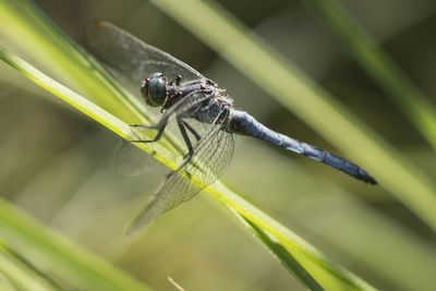 Close-up of insect