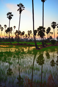 Scenic view of palm trees by lake against sky