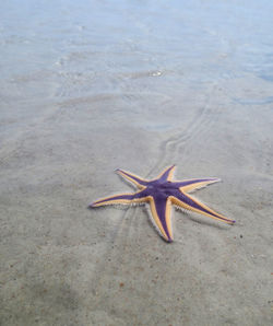 High angle view of starfish at beach